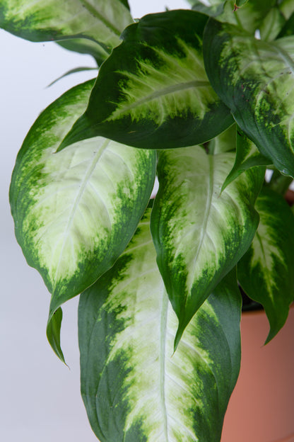 Dumb Cane Plant | Dieffenbachia
