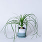 Ponytail Palm Plant(Small) | Beaucarnea Recurvata