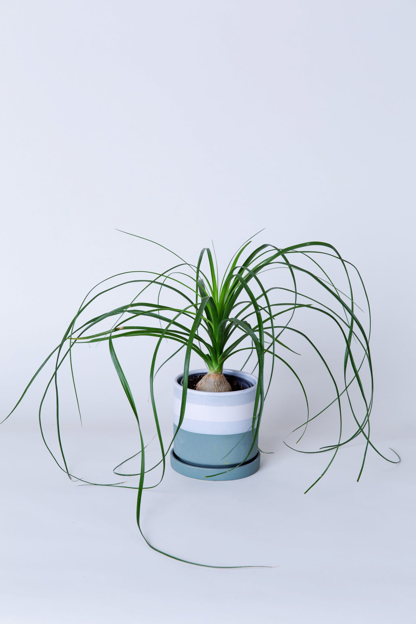 Ponytail Palm Plant(Small) | Beaucarnea Recurvata