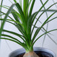 Ponytail Palm Plant(Small) | Beaucarnea Recurvata