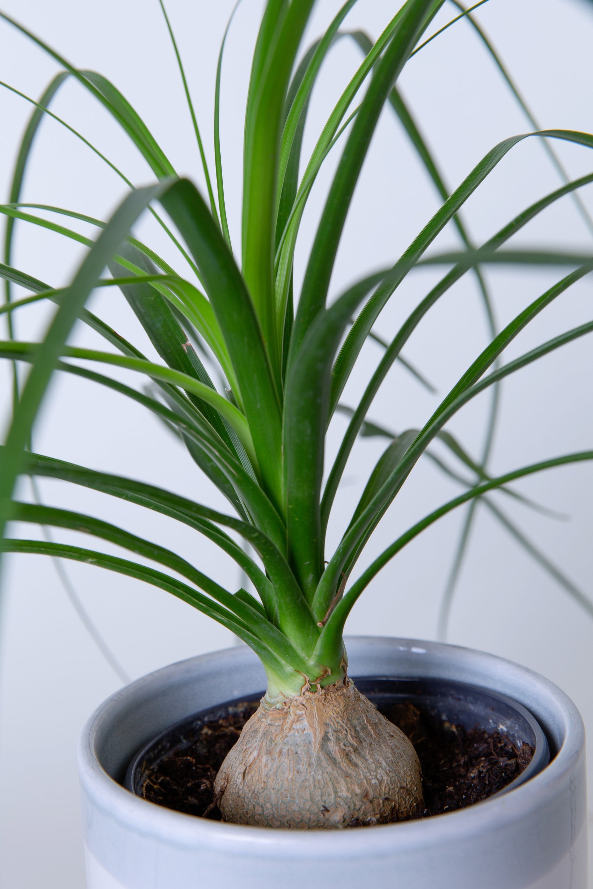 little palm plant Ponytail Palm Plant(Small)