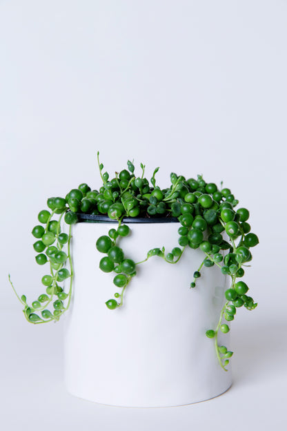 String of Pearls Plant | Senecio Rowleyanus