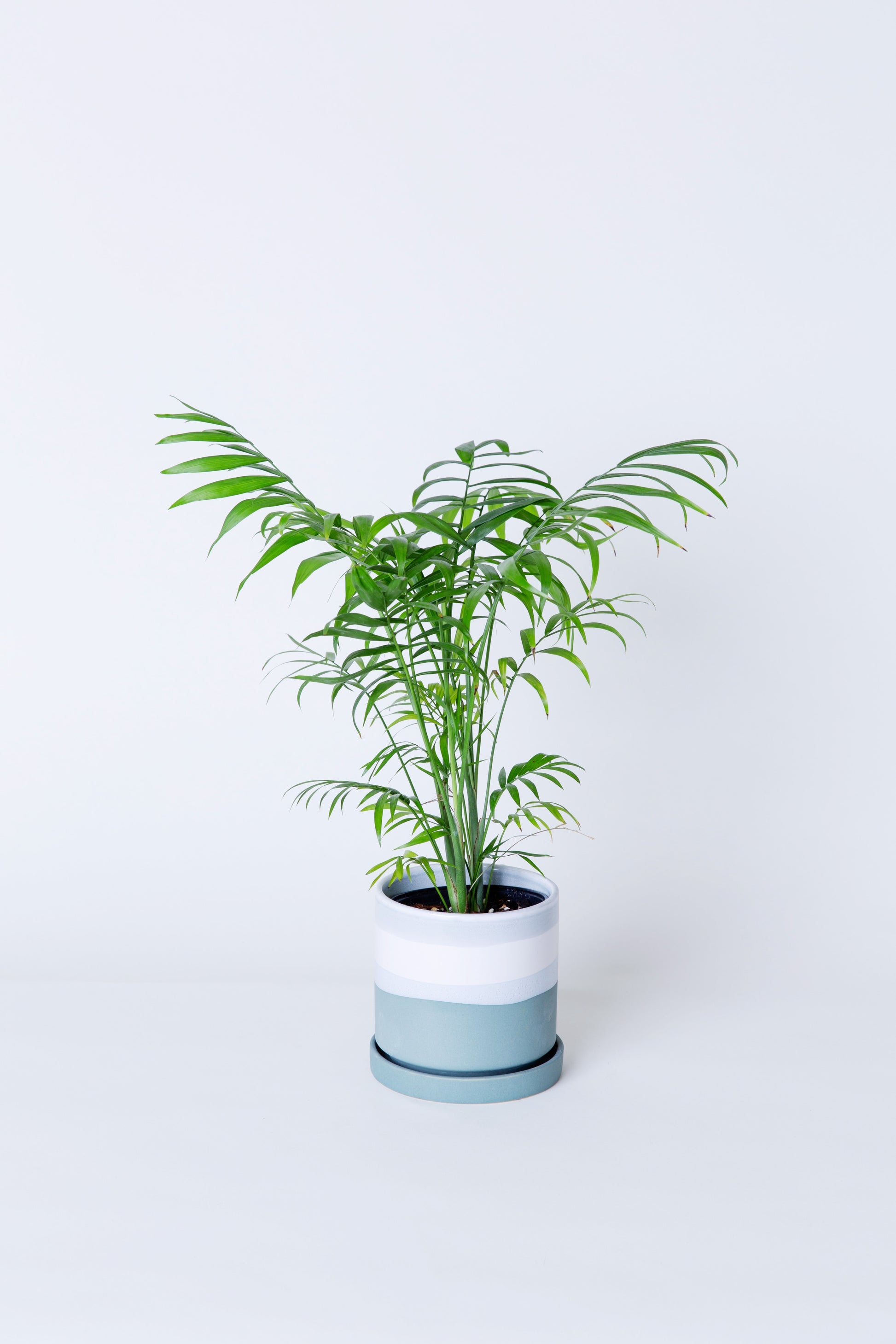 areca palm dypsis Areca Palm | Dypsis Lutescens