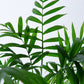 Areca Palm | Dypsis Lutescens
