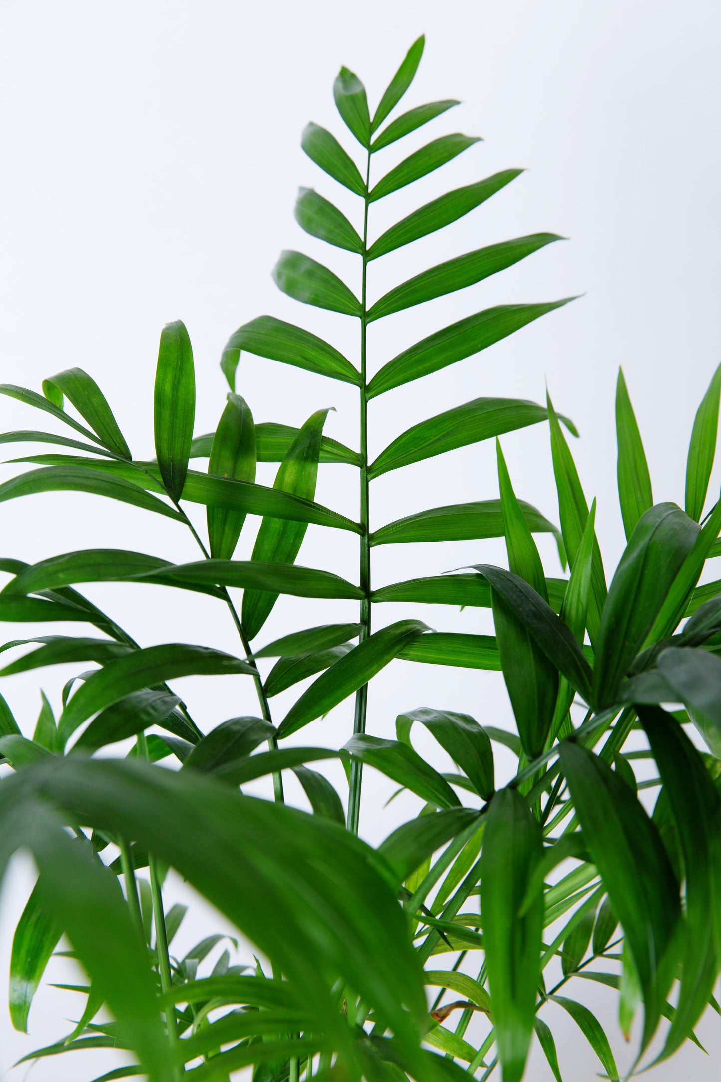 dypsis areca parlour palm Areca Palm | Dypsis Lutescens