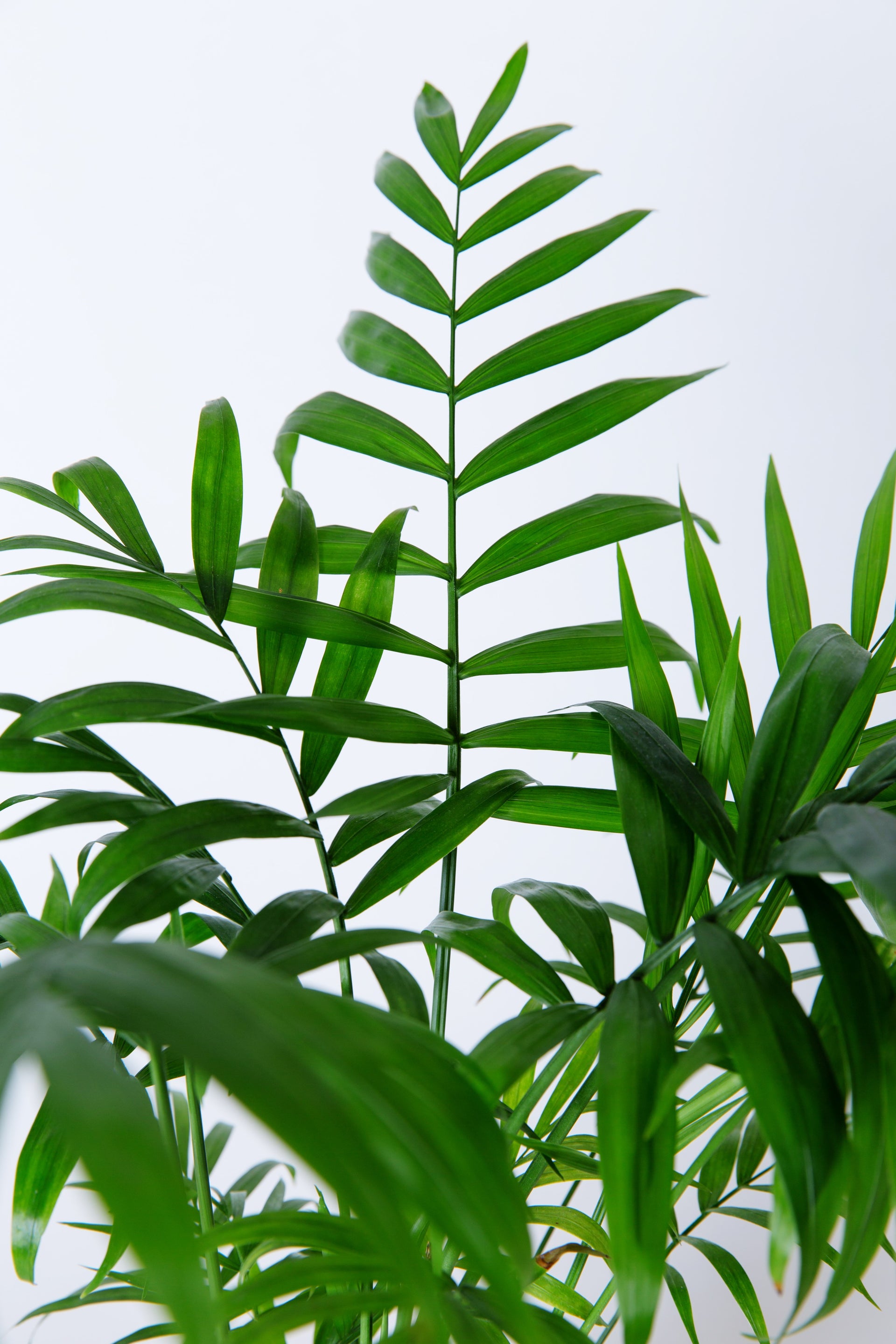 adagascan areca palm Areca Palm | Dypsis Lutescens