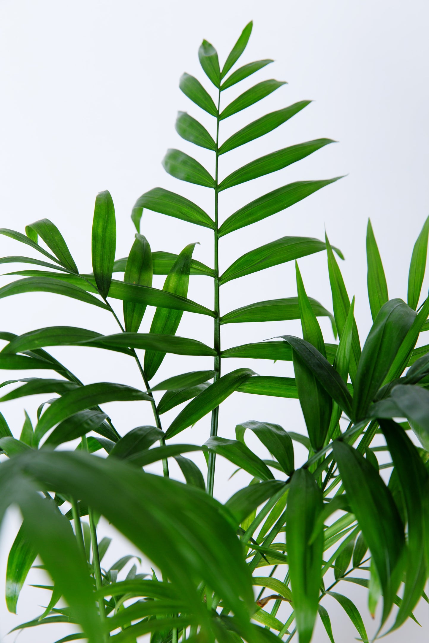 Areca Palm | Dypsis Lutescens