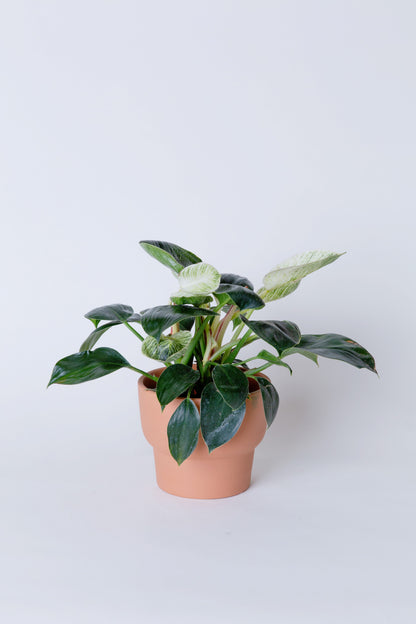 philodendron white wave White Wave