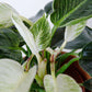White Wave | Philodendron Birkin