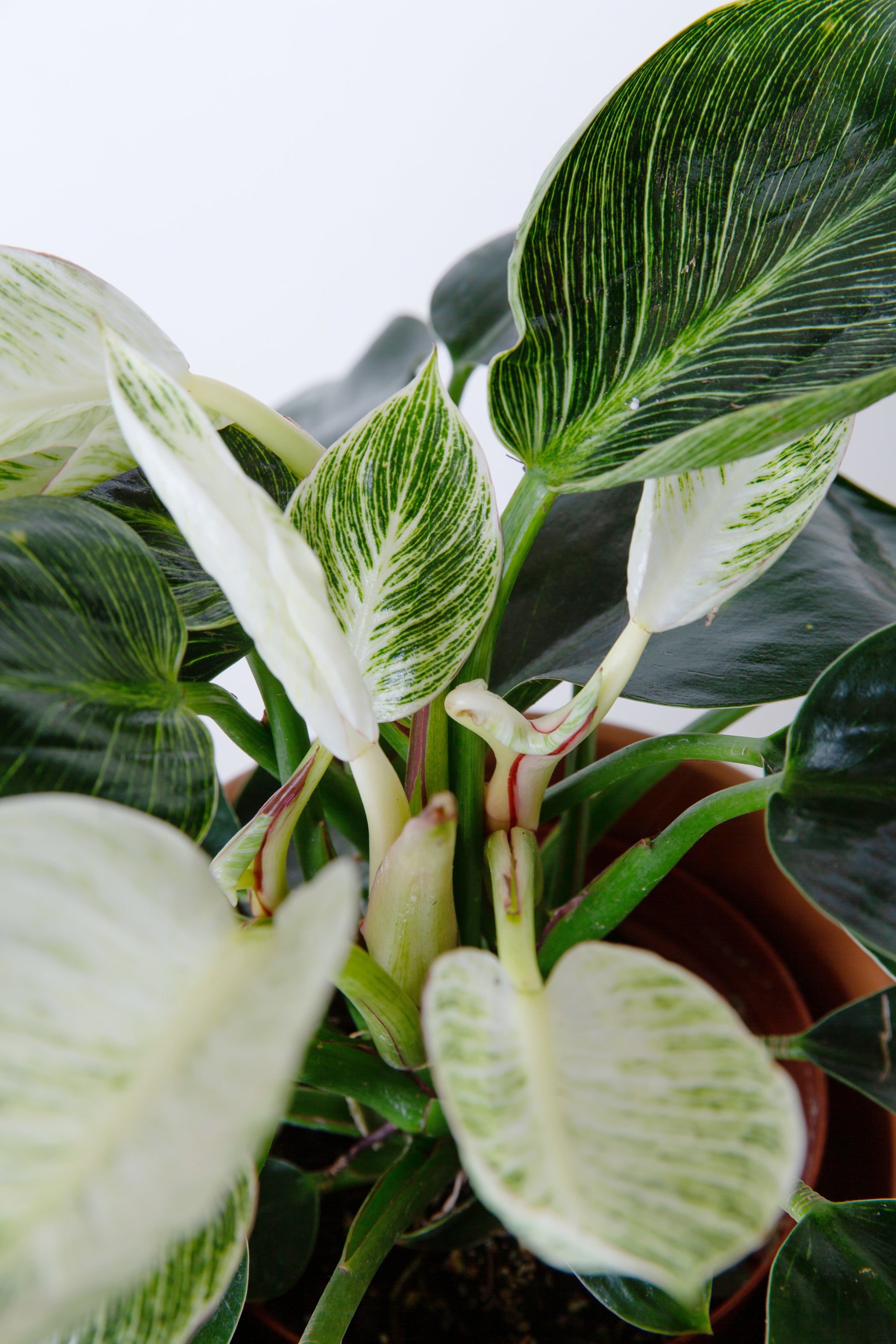 Philodendron White Wave Vermehren