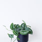 Silver Pothos Plant | Scindapsus Pictus