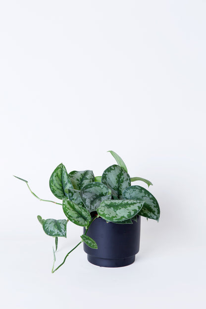 Silver Pothos Plant | Scindapsus Pictus