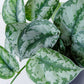 Silver Pothos Plant | Scindapsus Pictus