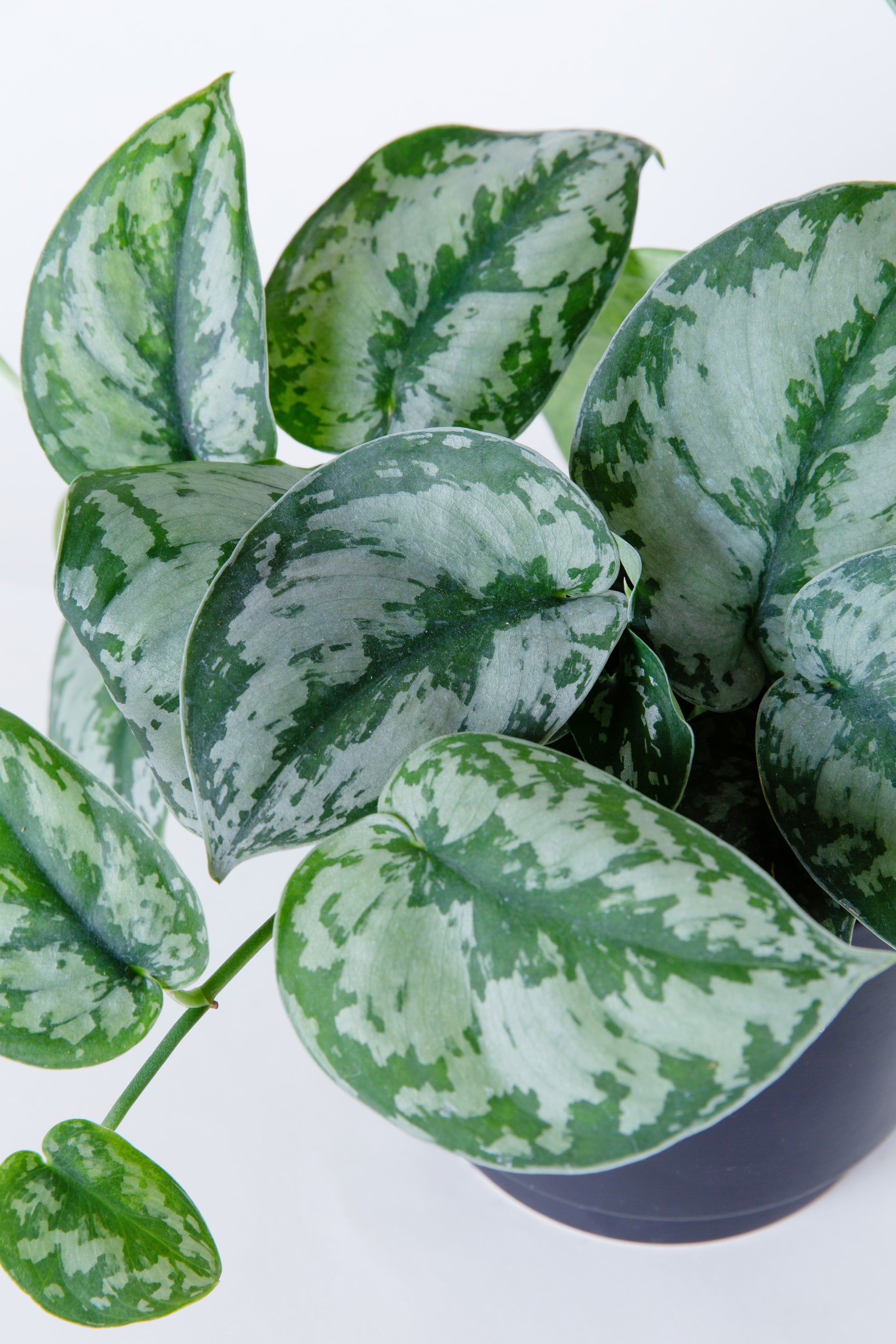 silver pothos near me Silver Pothos Plant | Scindapsus Pictus