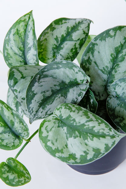 Silver Pothos Plant | Scindapsus Pictus