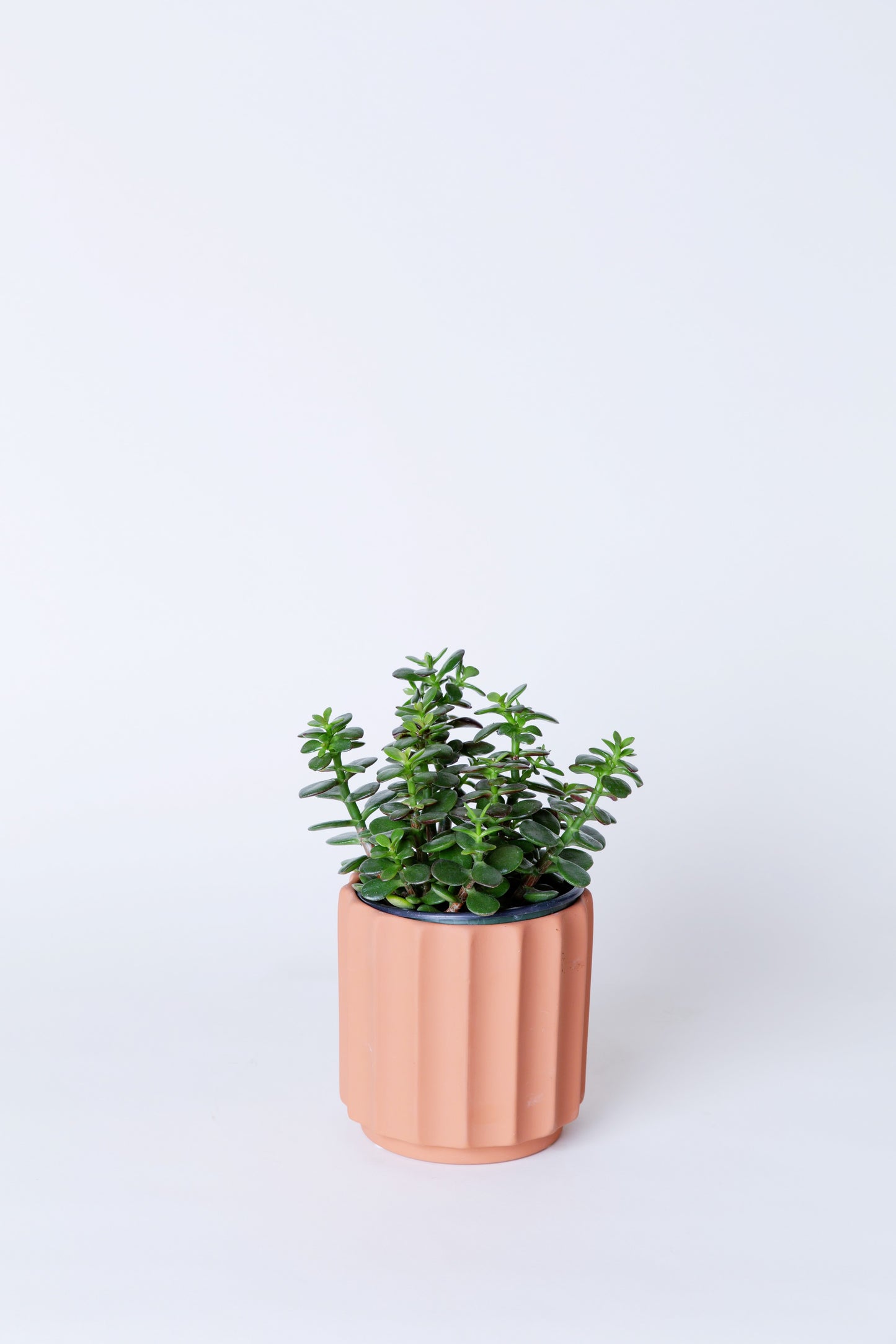 Jade Plant | Crassula Ovata