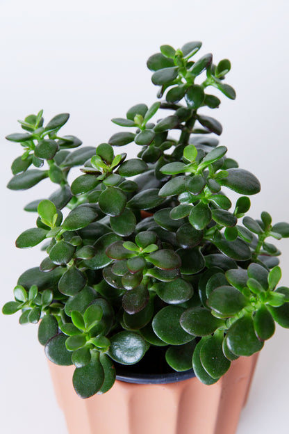 crassula indoor plant Jade Plant