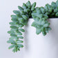 Donkey Tail | Sedum Morganianum
