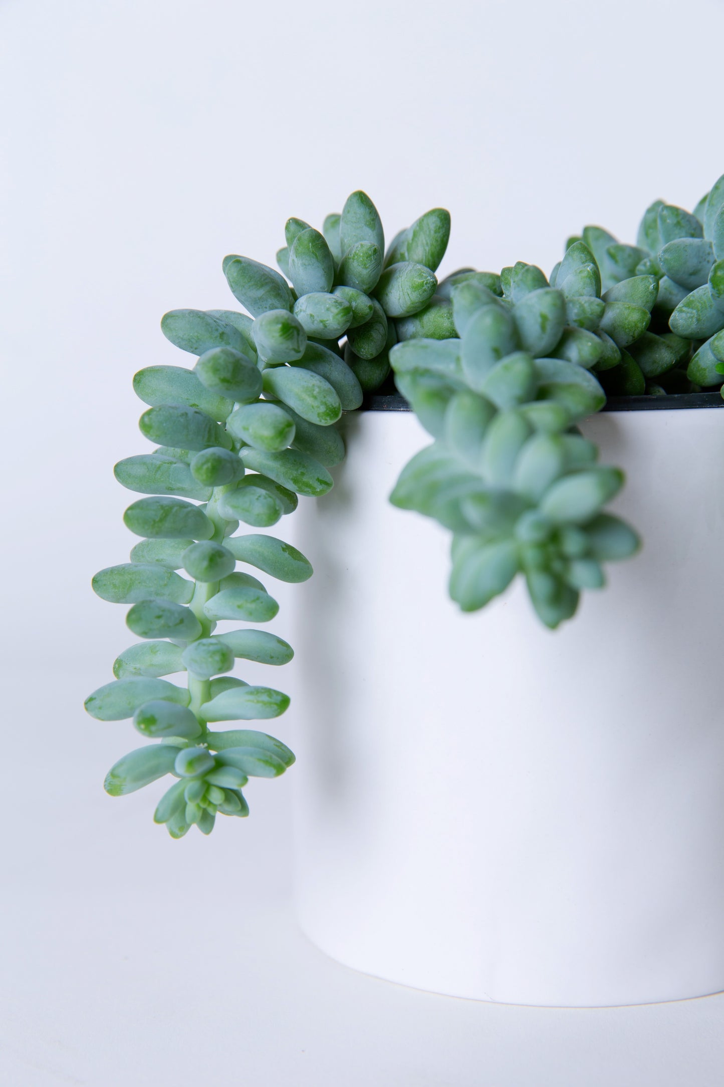 Donkey Tail | Sedum Morganianum