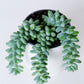 Donkey Tail | Sedum Morganianum