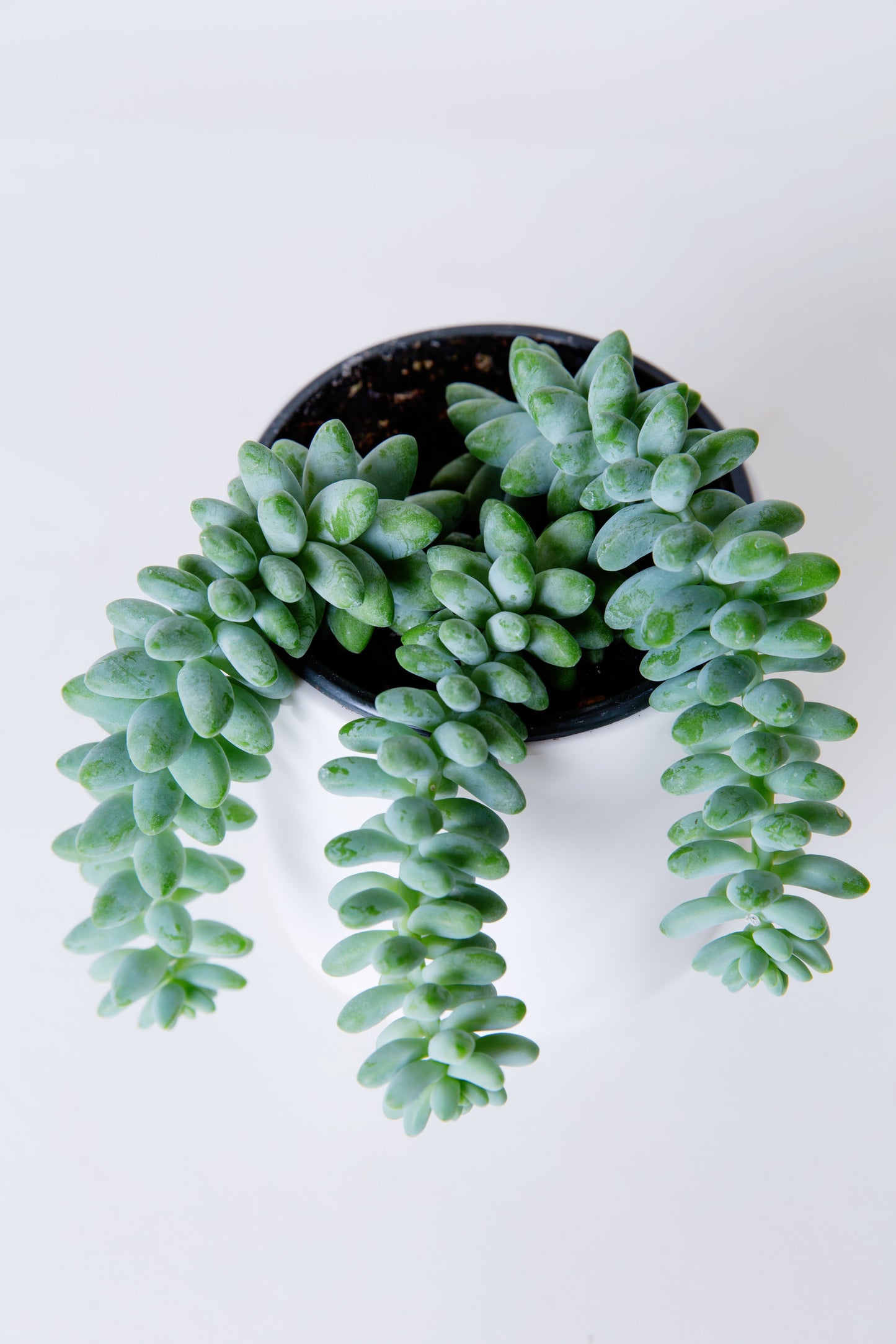 Donkey Tail | Sedum Morganianum