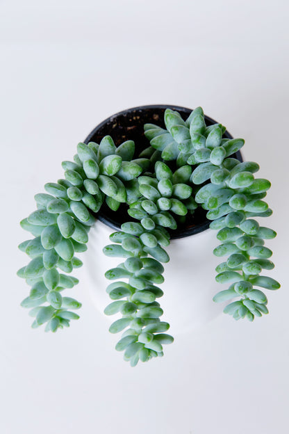 Donkey Tail | Sedum Morganianum