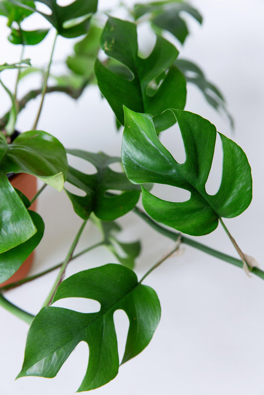 Mini Monstera | Rhaphidophora Tetrasperma