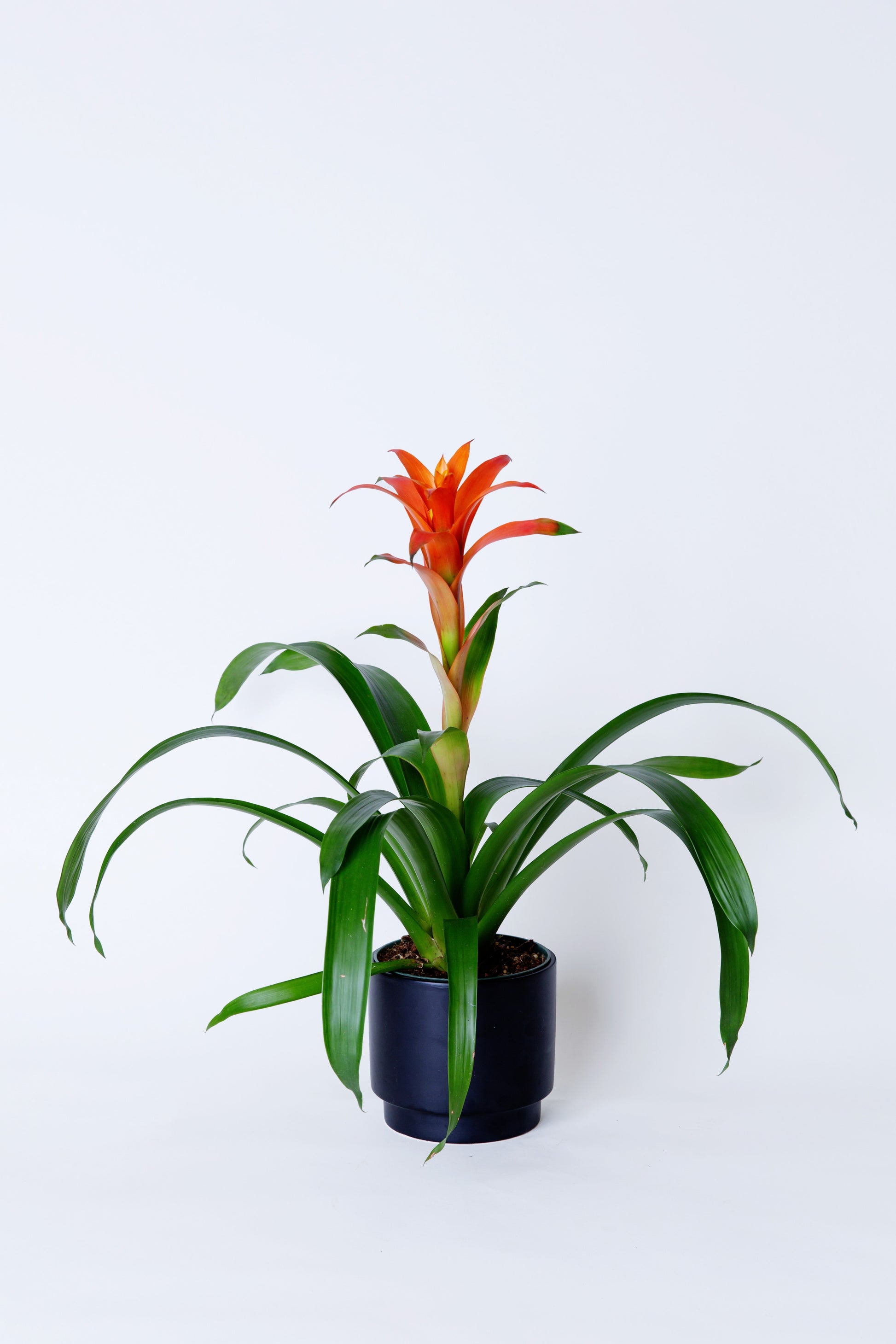 orange leaf indoor plant Bromeliad Plant | Bromeliaceae