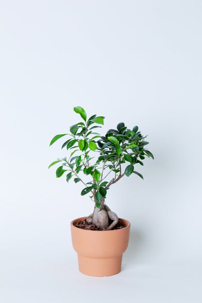 Ginseng Ficus | Ficus Microcarpa