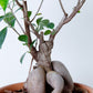 Ginseng Ficus | Ficus Microcarpa