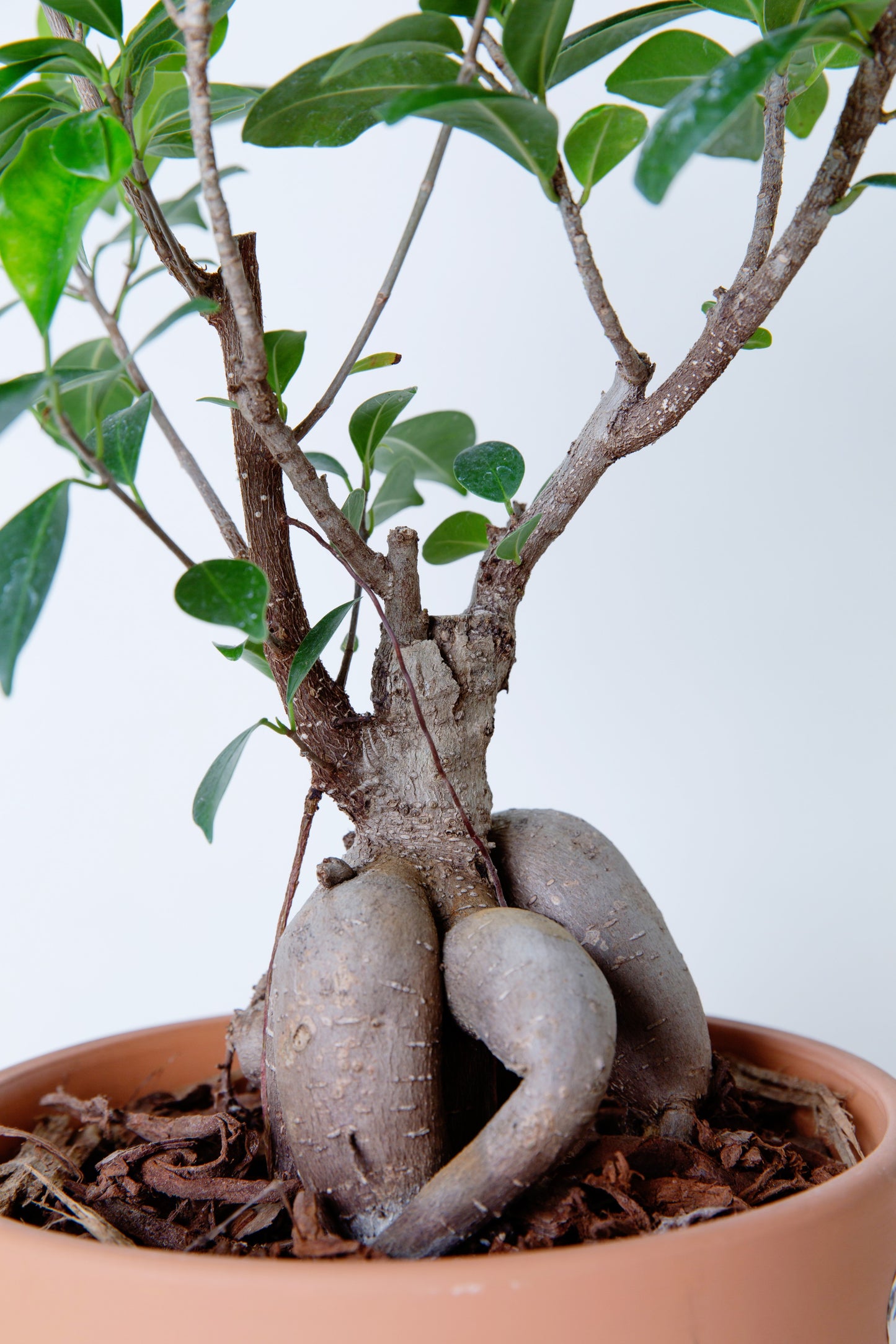 Ginseng Ficus | Ficus Microcarpa