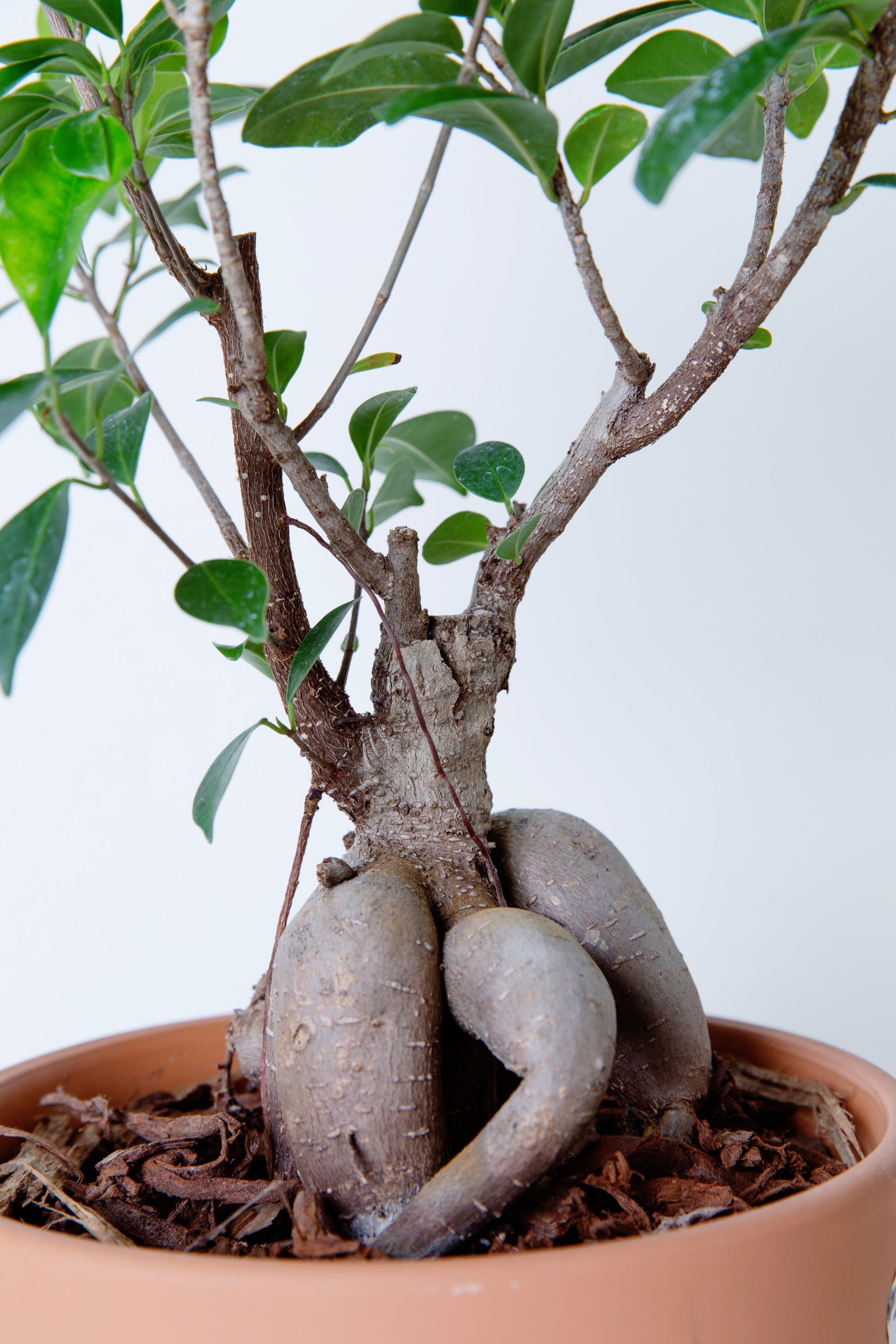 ficus microcarpa ginseng bonsai tree Ginseng Ficus