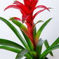 Bromeliad Plant | Bromeliaceae