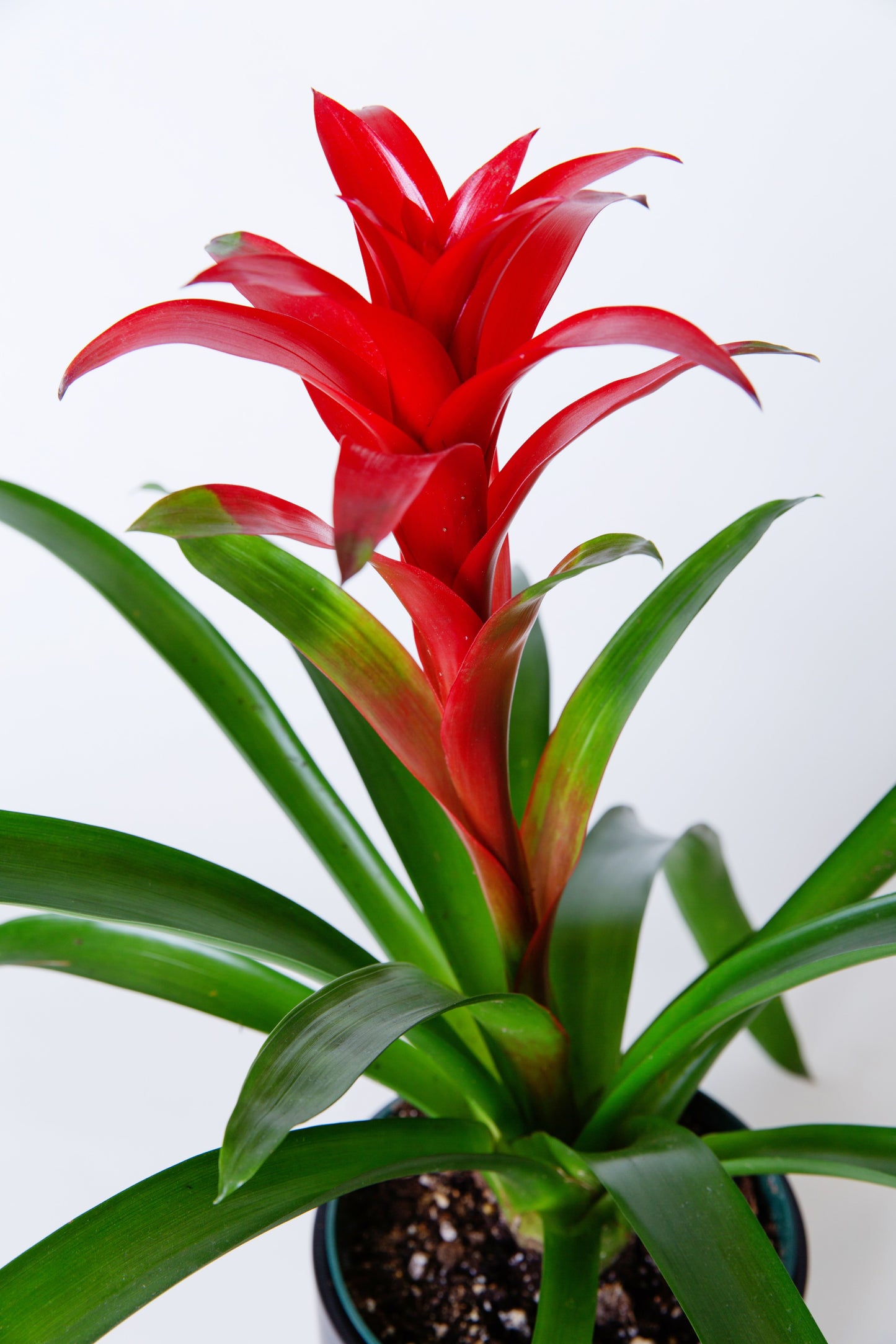 Bromeliad Plant | Bromeliaceae