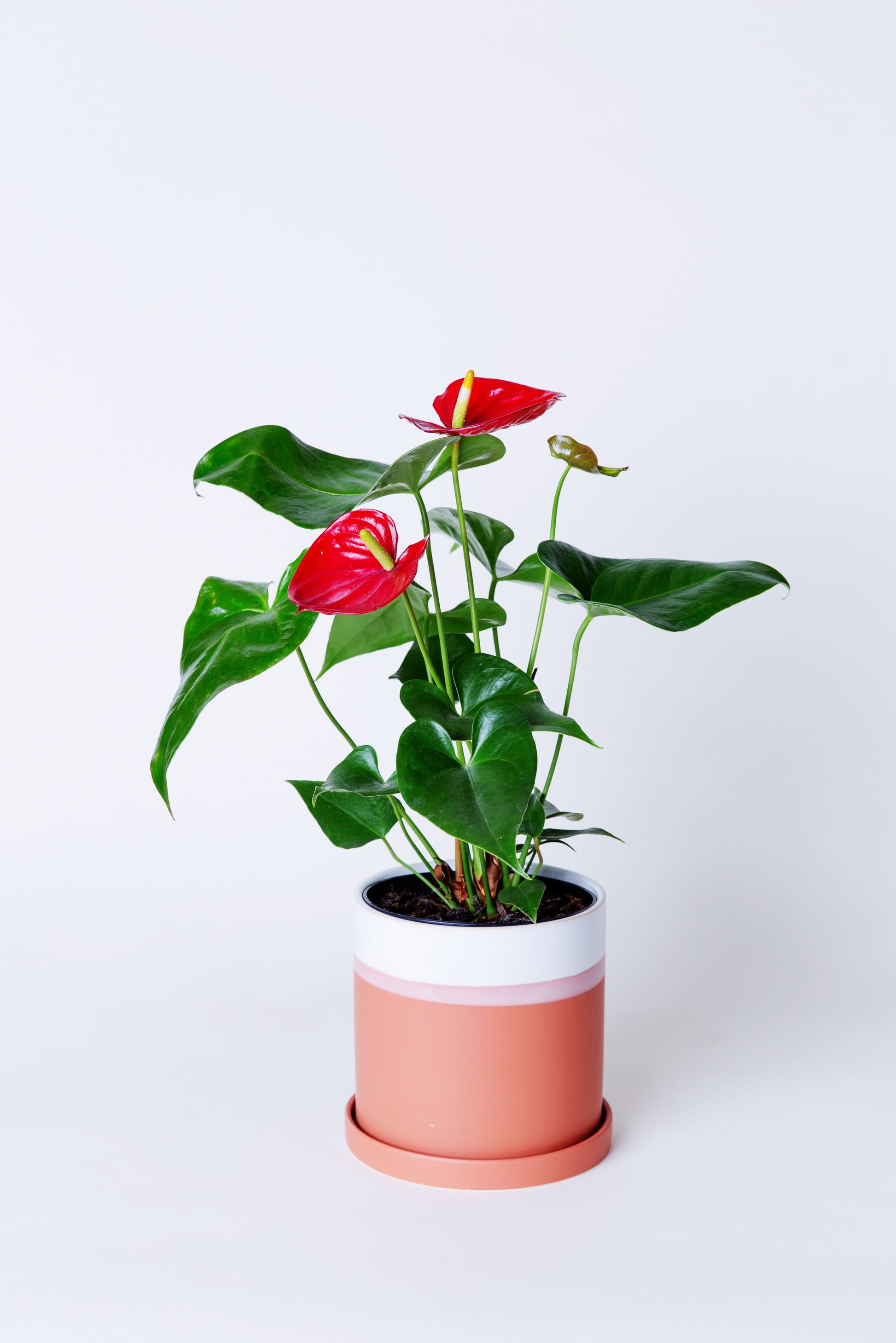 anthurium.plant Laceleaf Anthurium Plant – AVS Lifestyle