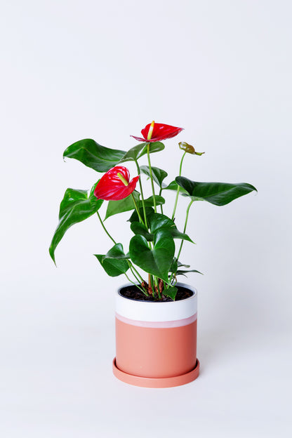 anthurium planter Laceleaf Anthurium Plant – AVS Lifestyle