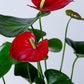 Laceleaf Anthurium Plant