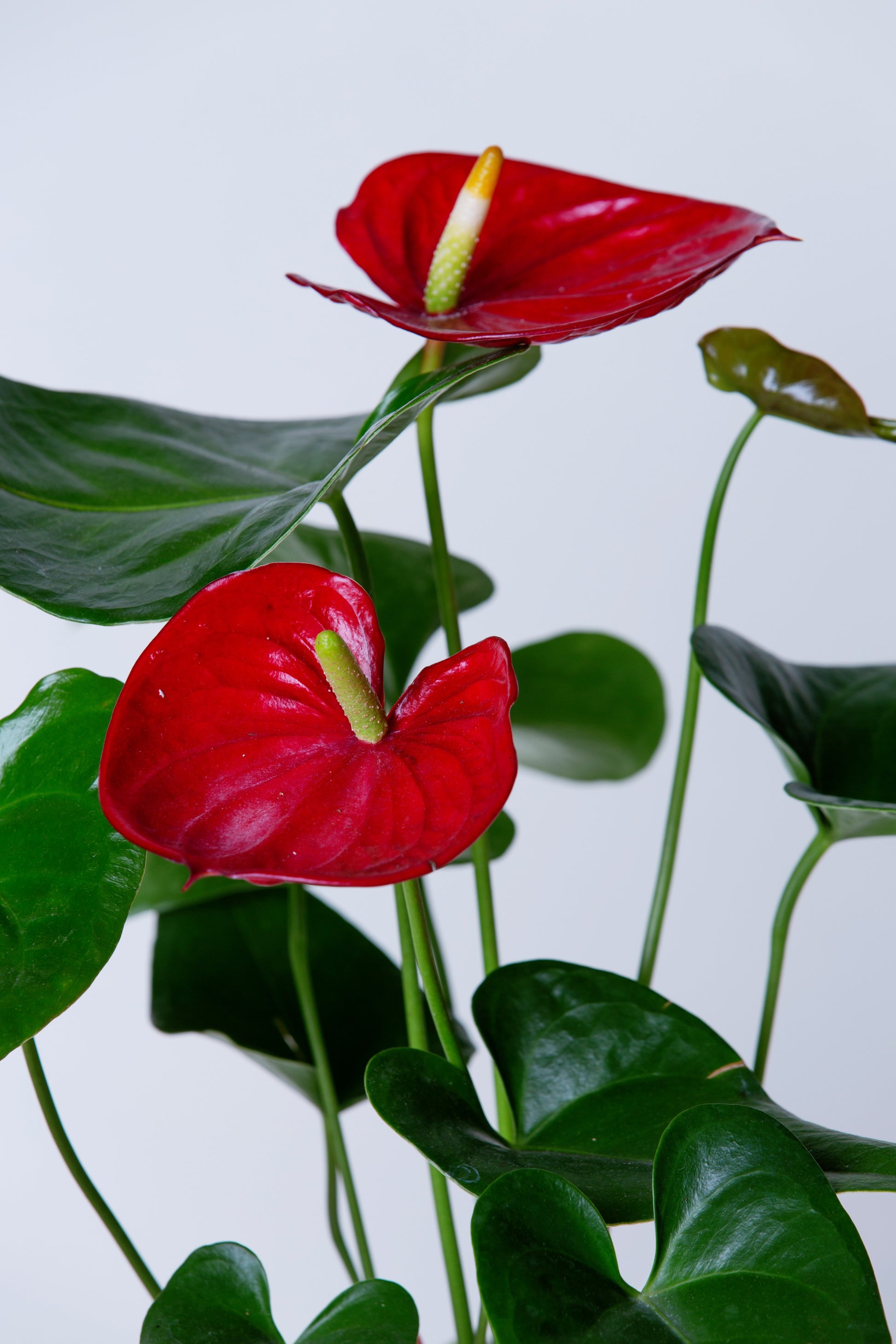anthurium lace leaf Laceleaf Anthurium Plant