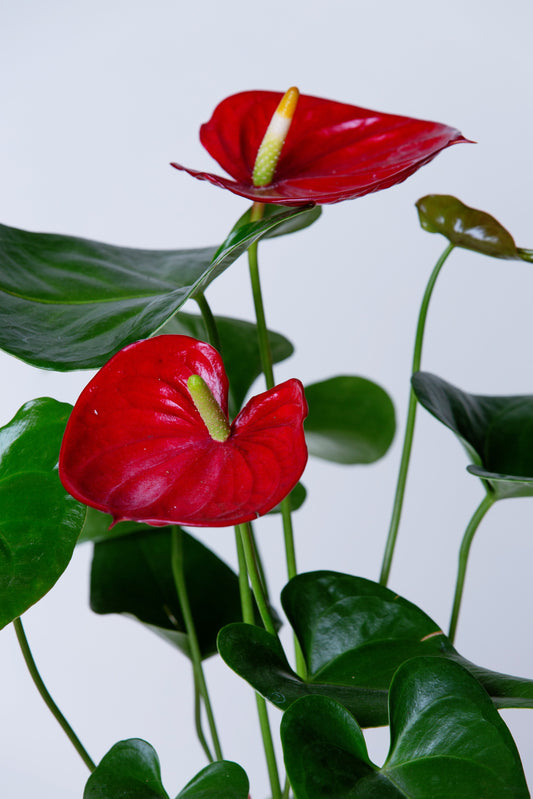 Laceleaf Anthurium Plant