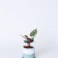Peacock Plant | Calathea Makoyana