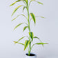 Lucky Bamboo Plant | Dracaena Sanderiana