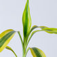 Lucky Bamboo Plant | Dracaena Sanderiana
