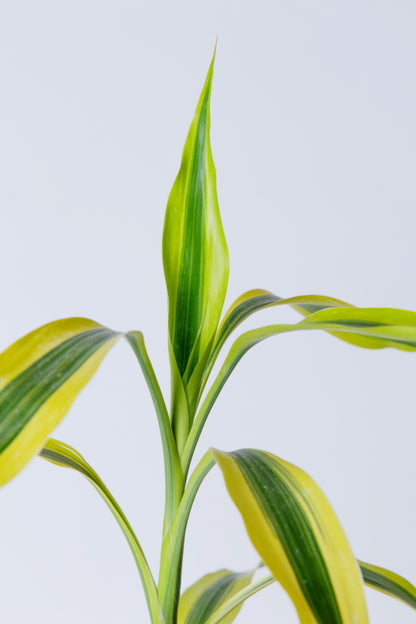 sanders dracaena Lucky Bamboo Plant