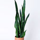 Dark Green Snake Plant | Sansevieria Trifasciata