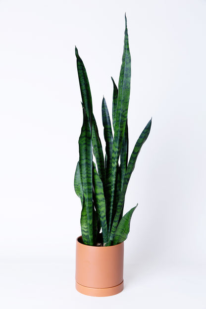 Dark Green Snake Plant | Sansevieria Trifasciata