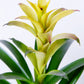 Bromeliad Plant | Bromeliaceae