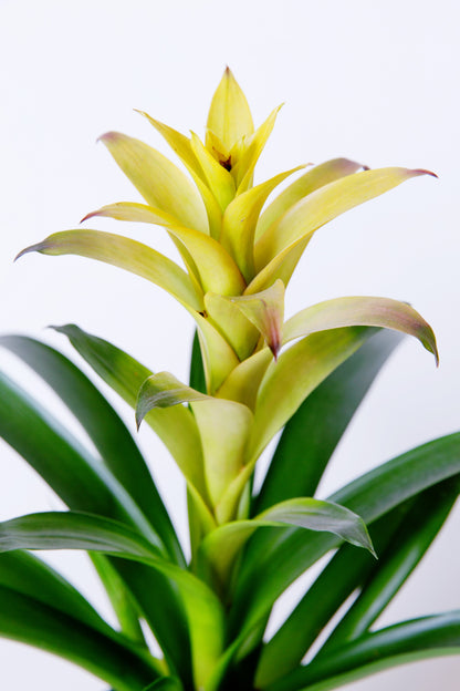 Bromeliad Plant | Bromeliaceae