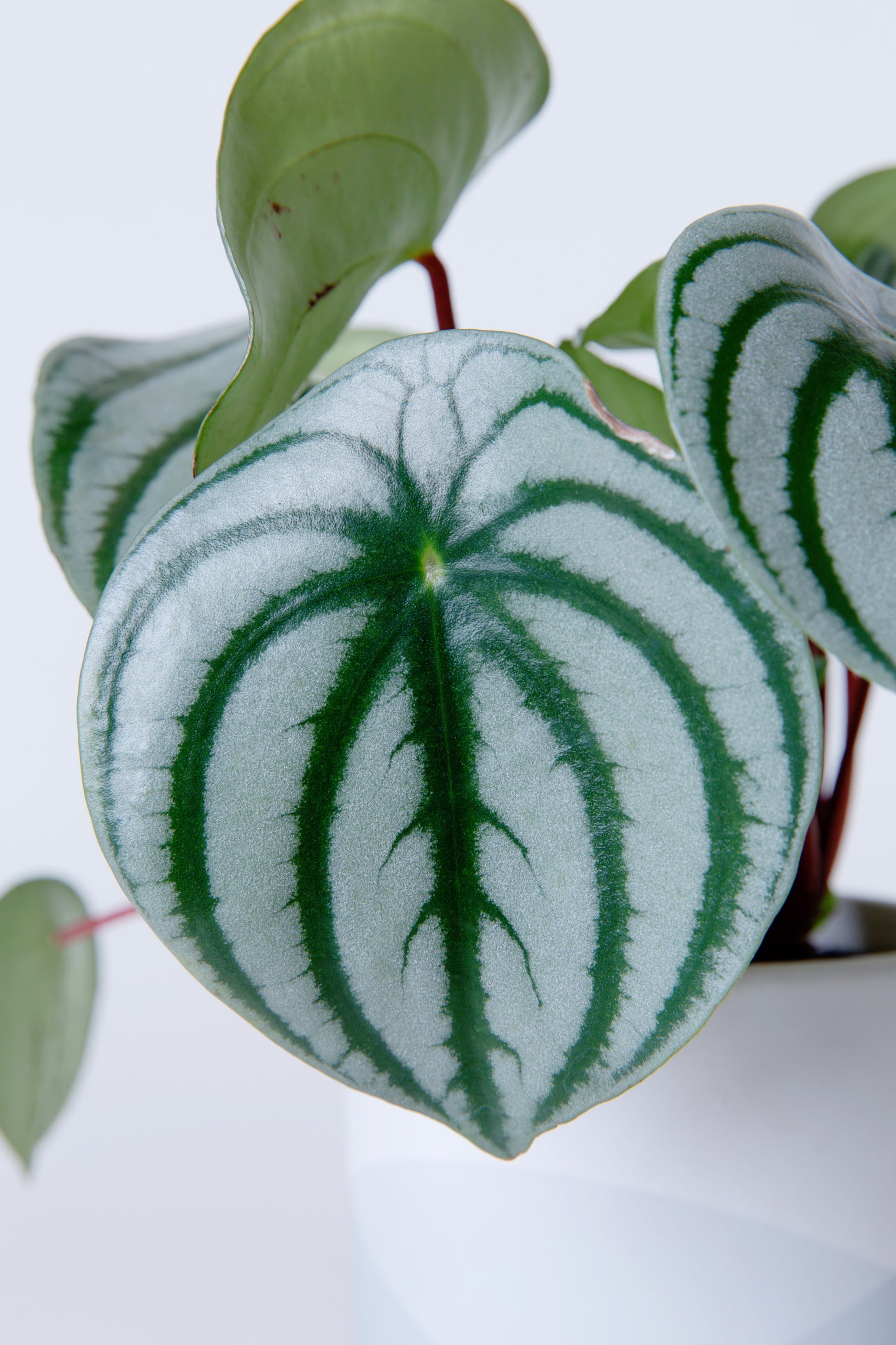 Meloncito de jardín (Peperomia argyreia Meloncito de jardín (Peperomia argyreia