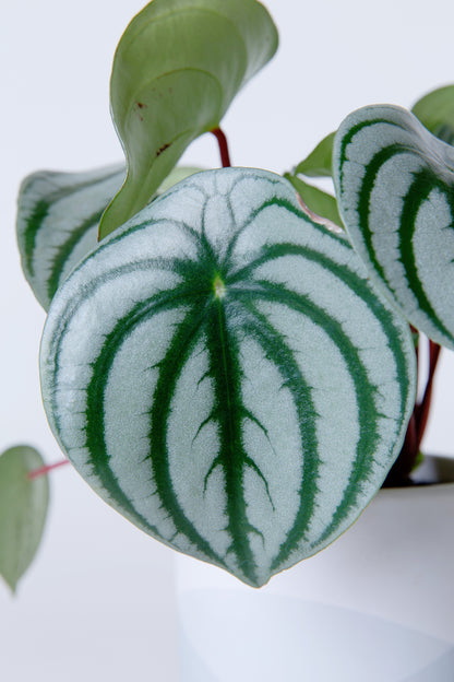 Watermelon Plant | Peperomia Argyreia