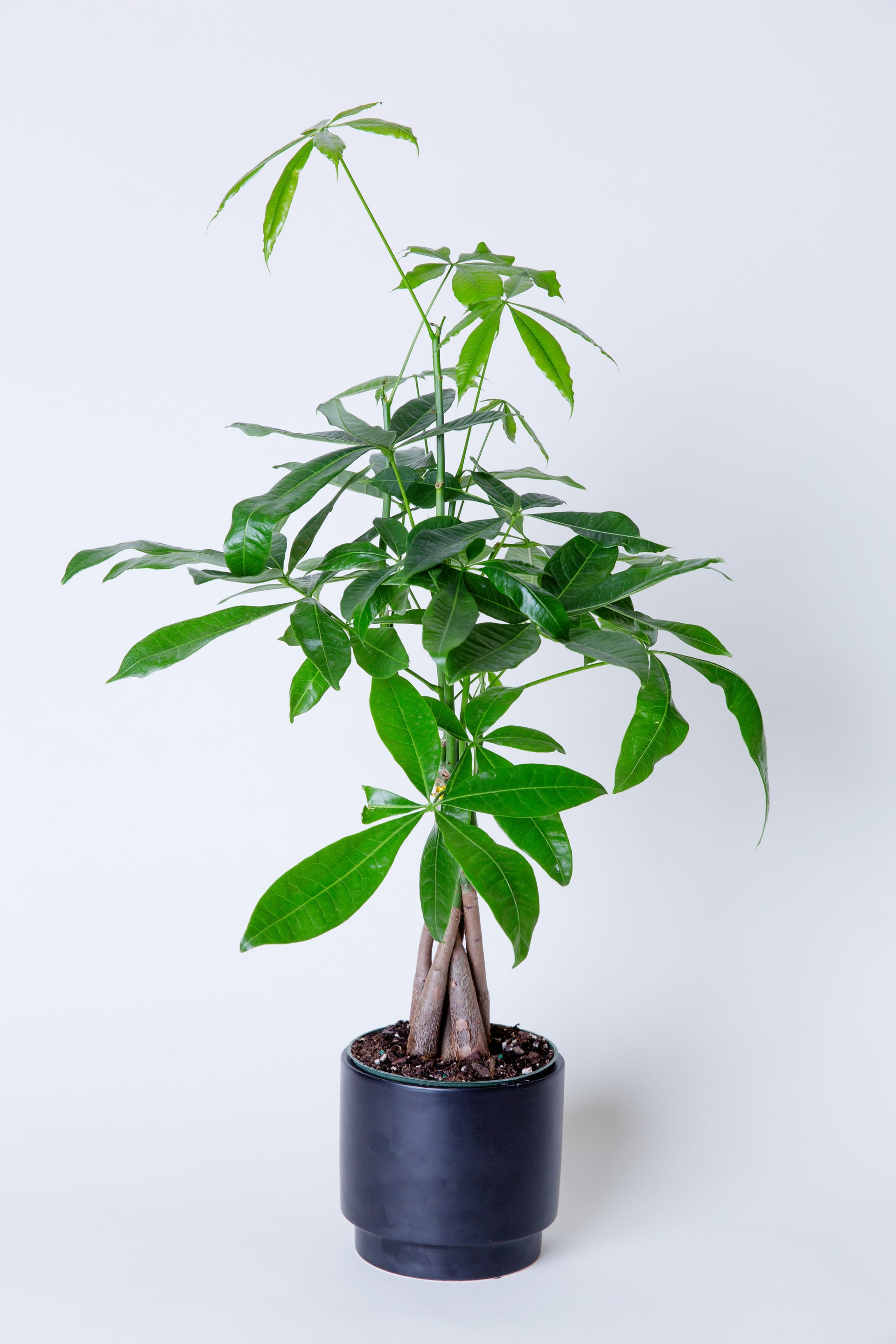 pachira money tree price Money Tree